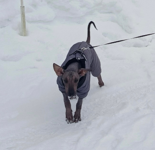 Amigo de sol Benisio