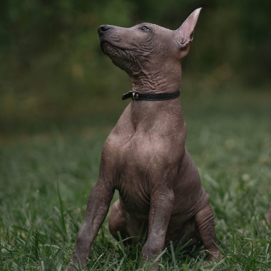 Подготовка дома