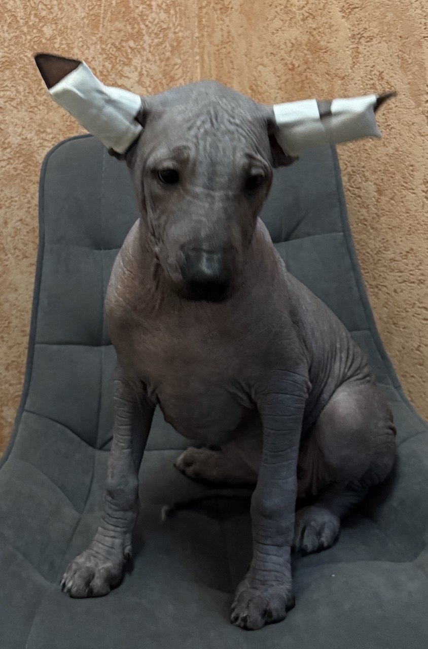 Amigo de sol Camilla