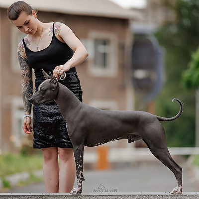 Ксолоитцкуинтли