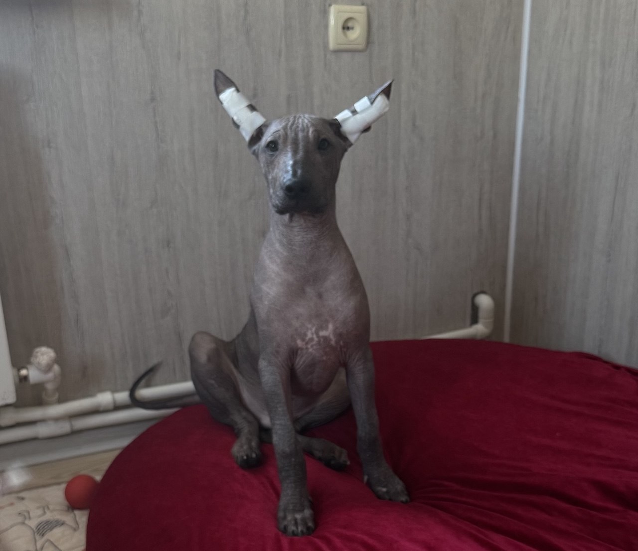 Amigo de sol Bernardo