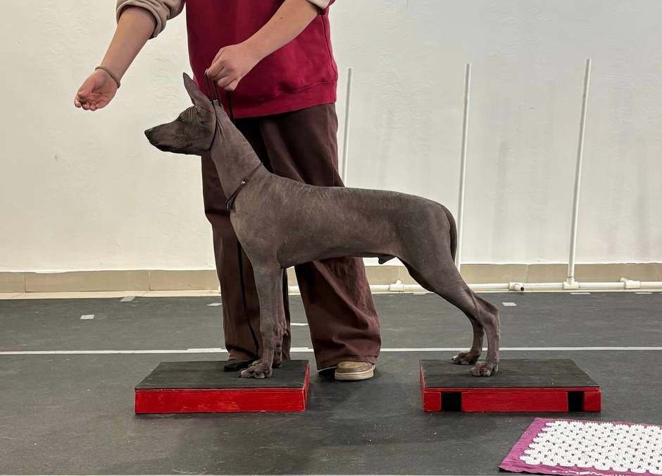 Наши прекрасные выпускники