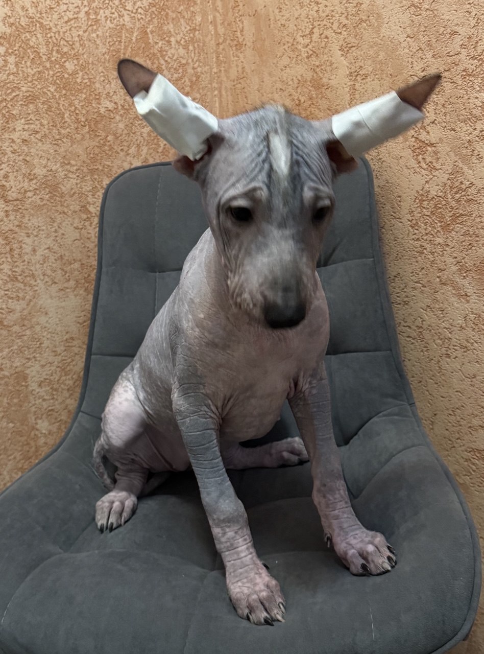 Amigo de sol Cataleya