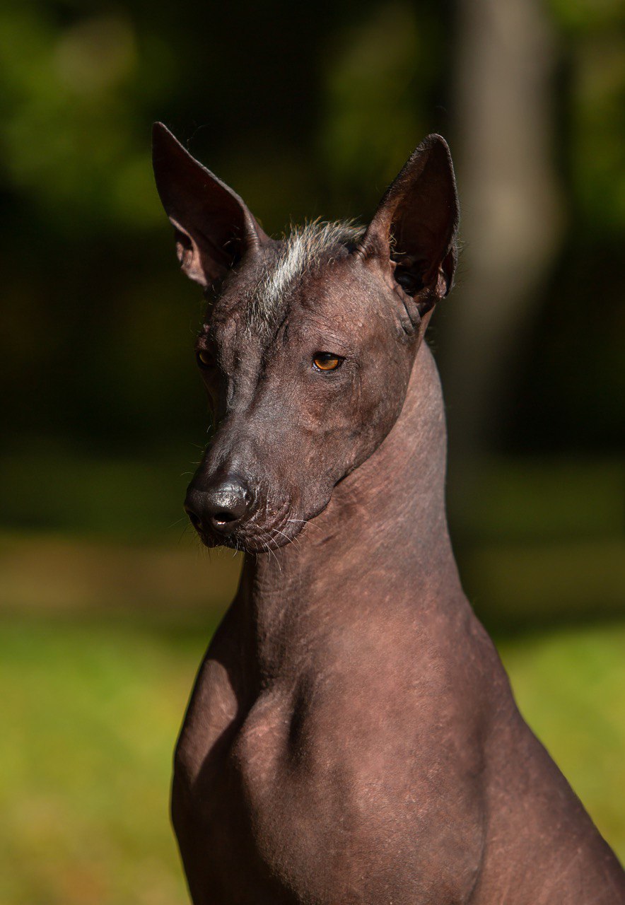 RND Hairless Yanessa