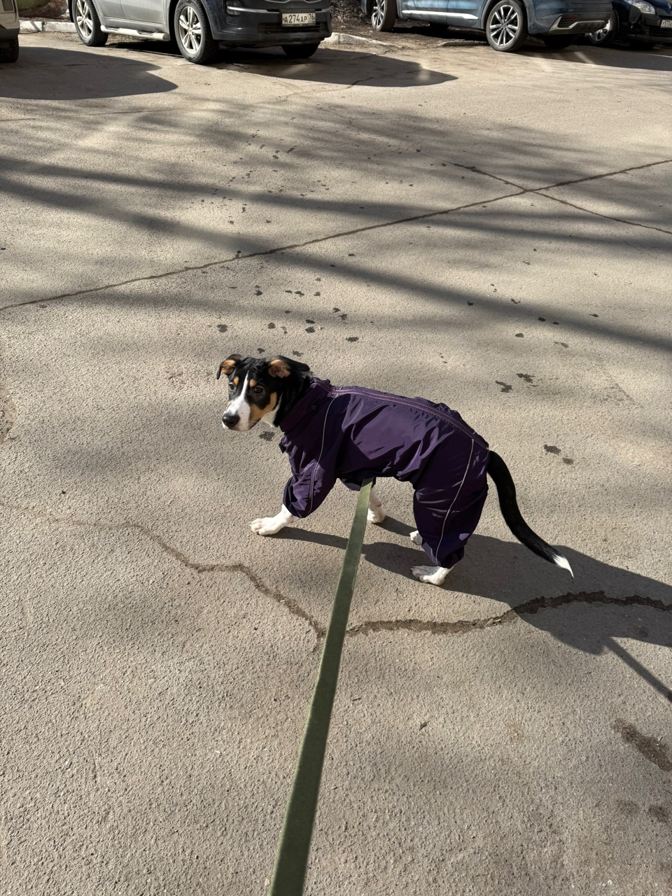 Amigo de sol Carlota